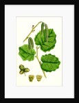 Corylus Avellana Hazel by Anonymous