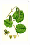 Corylus Avellana Hazel by Anonymous