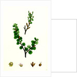 Betula Nana Dwarf Birch by Anonymous