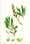 Myrica Gale Bog-Myrtle by Anonymous