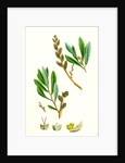 Myrica Gale Bog-Myrtle by Anonymous