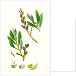 Myrica Gale Bog-Myrtle by Anonymous