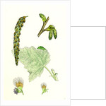 Populus Eu-Alba White Poplar by Anonymous