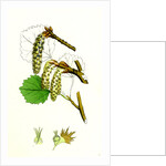 Populus Tremula Aspen by Anonymous