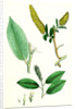 Salix Pentandra Bay-Leaved Willow by Anonymous