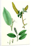 Salix Pentandra Bay-Leaved Willow by Anonymous