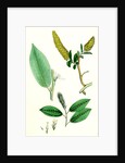 Salix Pentandra Bay-Leaved Willow by Anonymous