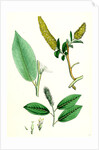 Salix Pentandra Bay-Leaved Willow by Anonymous