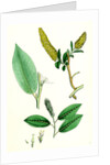Salix Pentandra Bay-Leaved Willow by Anonymous