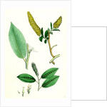 Salix Pentandra Bay-Leaved Willow by Anonymous