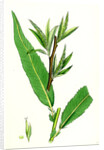 Salix Viridis Bedford Willow by Anonymous