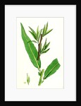 Salix Viridis Bedford Willow by Anonymous