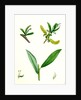 Salix Alba Var. Genuina White Willow by Anonymous