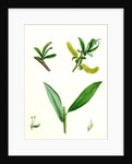 Salix Alba Var. Genuina White Willow by Anonymous