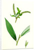 Salix Alba Var. Coerulea Blue Willow by Anonymous