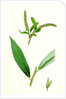 Salix Alba Var. Coerulea Blue Willow by Anonymous