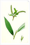 Salix Alba Var. Coerulea Blue Willow by Anonymous