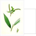 Salix Alba Var. Coerulea Blue Willow by Anonymous