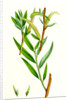 Salix Alba Var. Vitellina Golden Willow by Anonymous