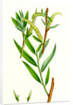 Salix Alba Var. Vitellina Golden Willow by Anonymous