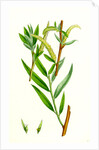Salix Alba Var. Vitellina Golden Willow by Anonymous