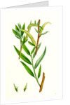 Salix Alba Var. Vitellina Golden Willow by Anonymous