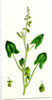 Rumex Scutatus French Sorrel by Anonymous