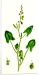 Rumex Scutatus French Sorrel by Anonymous