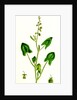 Rumex Scutatus French Sorrel by Anonymous