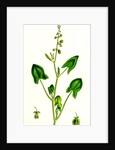 Rumex Scutatus French Sorrel by Anonymous