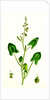 Rumex Scutatus French Sorrel by Anonymous