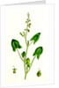 Rumex Scutatus French Sorrel by Anonymous