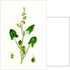 Rumex Scutatus French Sorrel by Anonymous