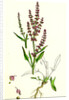 Rumex Acetosella Sheep's Sorrel by Anonymous