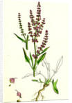 Rumex Acetosella Sheep's Sorrel by Anonymous