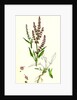 Rumex Acetosella Sheep's Sorrel by Anonymous