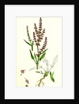 Rumex Acetosella Sheep's Sorrel by Anonymous