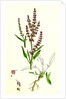 Rumex Acetosella Sheep's Sorrel by Anonymous