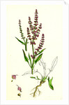 Rumex Acetosella Sheep's Sorrel by Anonymous