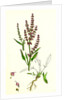 Rumex Acetosella Sheep's Sorrel by Anonymous