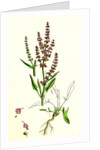 Rumex Acetosella Sheep's Sorrel by Anonymous