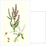 Rumex Acetosella Sheep's Sorrel by Anonymous
