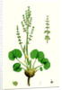 Oxyria Reniformis Kidney-Shaped Mountain Sorrel by Anonymous