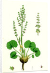 Oxyria Reniformis Kidney-Shaped Mountain Sorrel by Anonymous