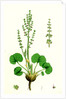 Oxyria Reniformis Kidney-Shaped Mountain Sorrel by Anonymous