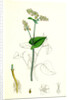 Polygonum Fagopyrum Common Buckwheat by Anonymous