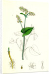 Polygonum Fagopyrum Common Buckwheat by Anonymous