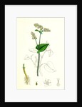 Polygonum Fagopyrum Common Buckwheat by Anonymous