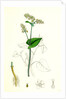 Polygonum Fagopyrum Common Buckwheat by Anonymous