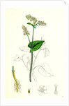 Polygonum Fagopyrum Common Buckwheat by Anonymous